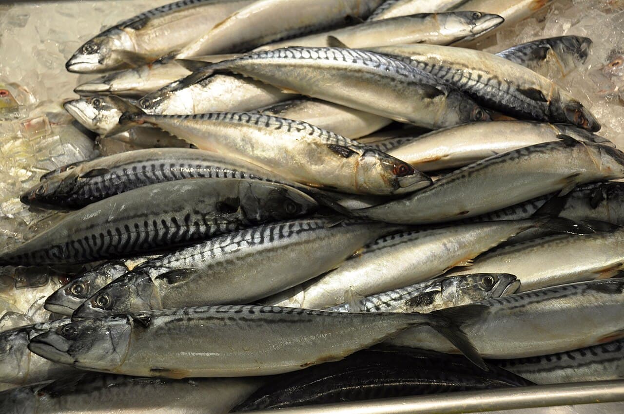 Ikan Kembung Segar